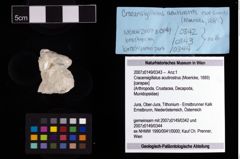 NHMW-GEO-2007z0149-0343_Ol_02.tifCracensigillatus acutirostrus (Moericke, 1889)  (NHMW-GEO-2007z0149-0343)